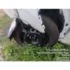 2025 Tata Punch PUR 1.2P MT