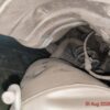 14-1.jpg 2016 Honda City 1.5 V MT (I-VTEC)
