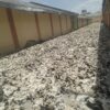 24-08-2026201.jpeg 2026 M/s. Sri Nachammai Cotton Mills Ltd Damaged dry Cotton