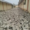 24-08-20262014.jpeg 2026 M/s. Sri Nachammai Cotton Mills Ltd Damaged dry Cotton