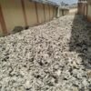 24-08-20262018.jpeg 2026 M/s. Sri Nachammai Cotton Mills Ltd Damaged dry Cotton
