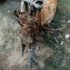 WhatsApp20Image202026-08-2720at203.19.3220PM202.jpeg 2025 Bajaj PULSAR 125